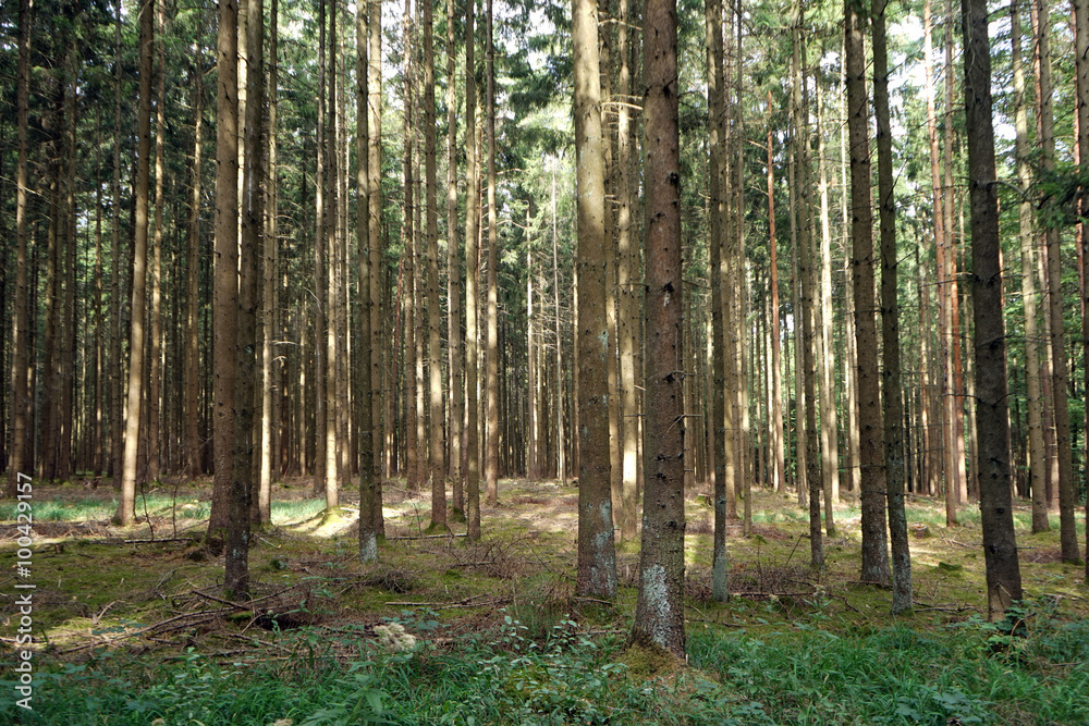 Sunny fir-tree forest