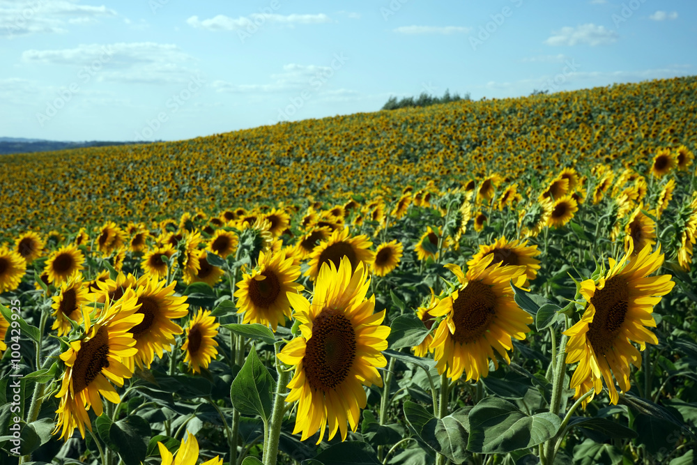 Naklejka premium Sunflower field