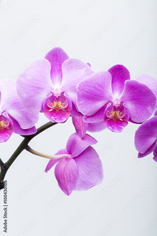 Pink streaked orchid flower, isolated on white background Pink streaked orchid flower, isolated on white background