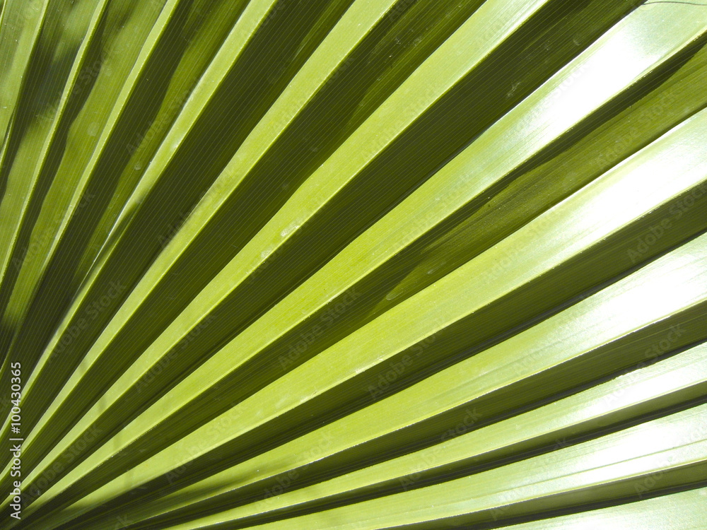 Naklejka premium Лист пальмы. The palm leaf.