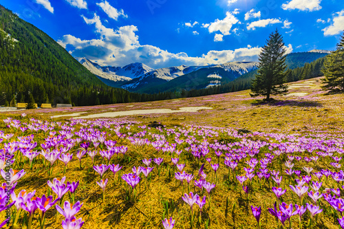 Fototapeta Naklejka Na Ścianę i Meble -  Crocuses in the Tatra Mountain, first springtime flowers
