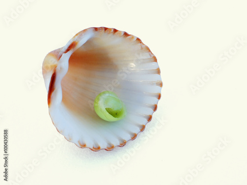 Sea shell II.