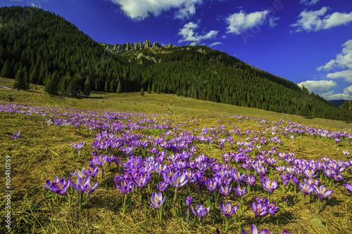 Crocuses in the Tatra Mountain, first springtime flowers 