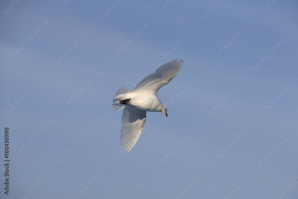 Snowy Sheathbill. Snowy Sheathbill.