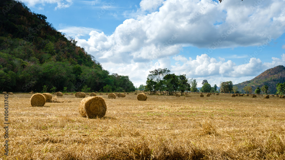 Hay bales on the field in Thailand