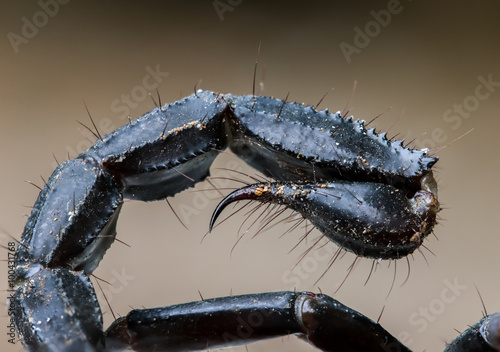 macro of a scorpion stinger