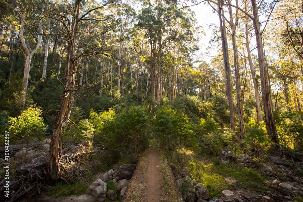 Delatite River Trail at Mt Buller Delatite River Trail at Mt Buller