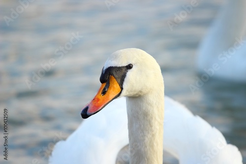 Swan's close up
