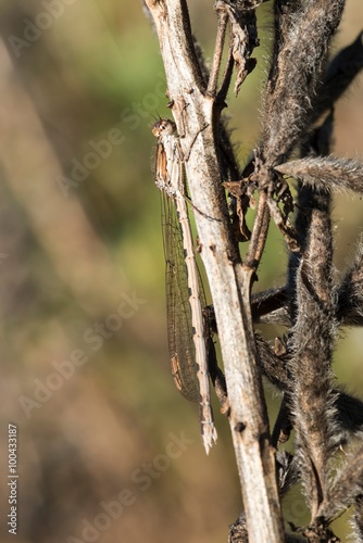 Gemeine Winterlibelle (Sympecma fusca), Weibchen, sonnt sich auf einem abgestorbenen Pflanzenstängel, Niedersachsen, Deutschland