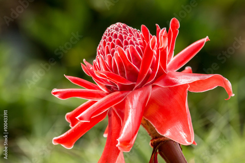 torch ginger, etlingera elatior flowers, red flowers photo