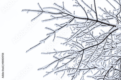 snow-covered branches pattern on a white background