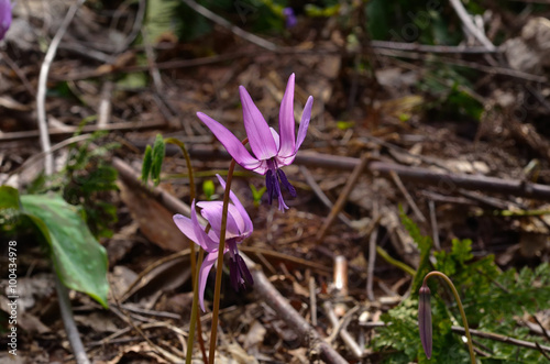                              dogtooth violet in Japan.