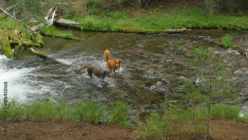 Adorable dogs jump around in the river together Adorable dogs jump around in the river together