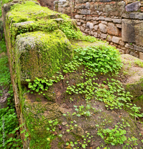 chellah  in morocco africa the old roman deteriorated monument a photo