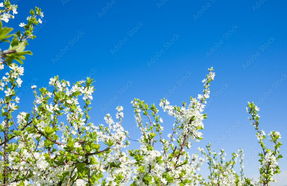 flowers in spring flowers in spring