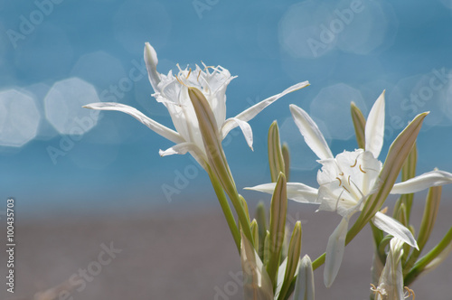 boccioli di giglio di mare, Pancratium maritimum