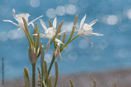 boccioli di giglio di mare, Pancratium maritimum photo