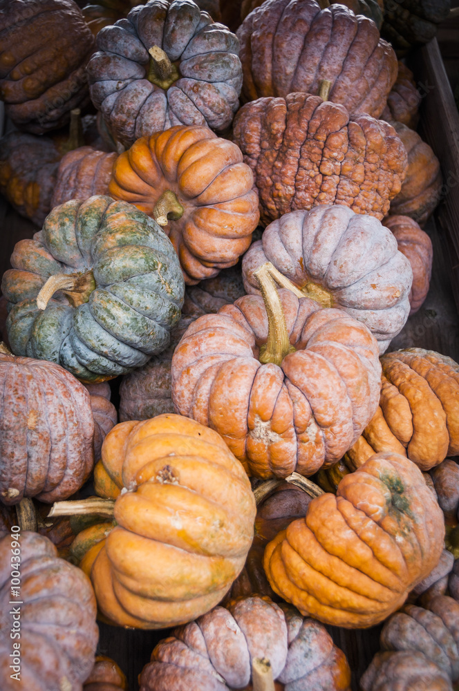 Kürbis, Speisekürbis, Herbstgemüse, Gemüse, Hayato, Cucurbita Moschata, Muskatkürbis, Rezepte, Ernte, Herbst, Schweiz Kürbis, Speisekürbis, Herbstgemüse, Gemüse, Hayato, Cucurbita Moschata, Muskatkürbis, Rezepte, Ernte, Herbst, Schweiz