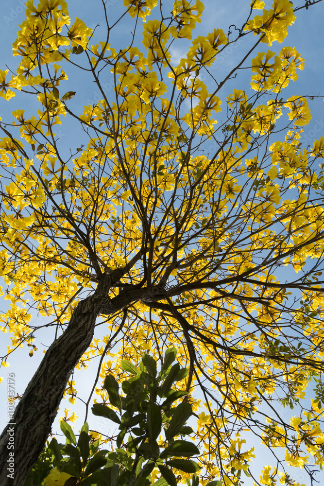 Obraz premium yellow flowers blooming against blue sky background