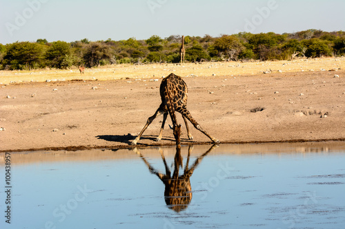 Photography a giraffe drinking at a waterhole