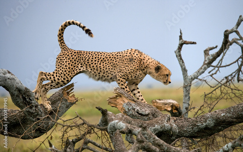Cheetah on a tree in the savannah. Kenya. Tanzania. Africa. National Park. Serengeti. Maasai Mara. An excellent illustration.