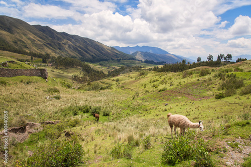 Alpaca on a green mountain, Peru