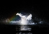 Big white pelican with flapping wings and drops of water with rainbow swimming in black pond, wildlife