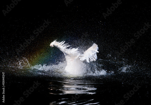 Big white pelican with flapping wings and drops of water with rainbow swimming in black pond, wildlife