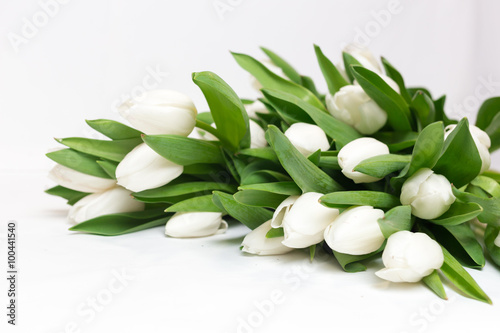 beautiful white tulips isolated on white