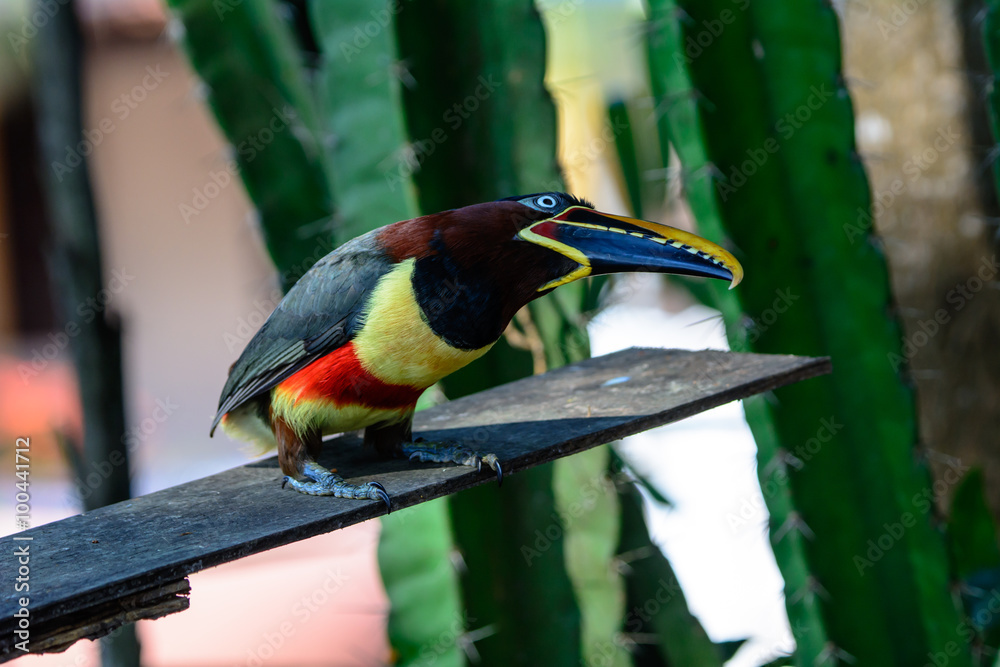 Naklejka premium Aracari sitting on a branch