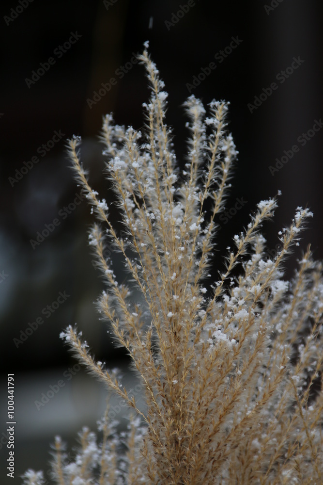 Gras mit Schnee Gras mit Schnee