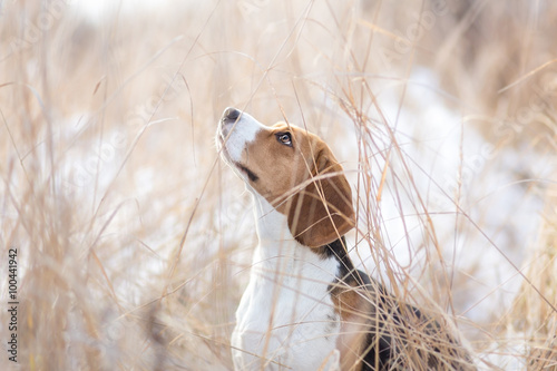 Beagle dog in nature portrait