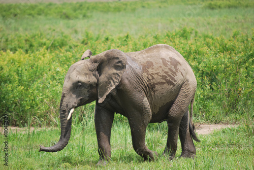 Un jeune éléphant.