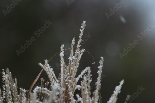 Gras mit Schnee © Andrea Geiss