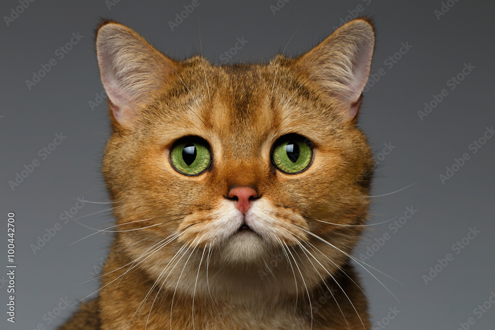 Closeup Golden British cat with green eyes on gray Closeup Golden British cat with green eyes on gray