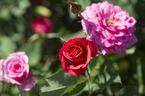 The red rose in the garden