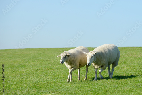 Schafe laufen auf der Wiese