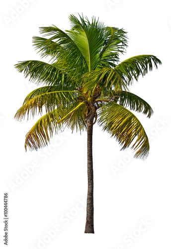 Fotografia Palm tree isolated on white background