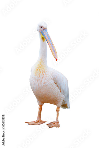 Pelican in zoo