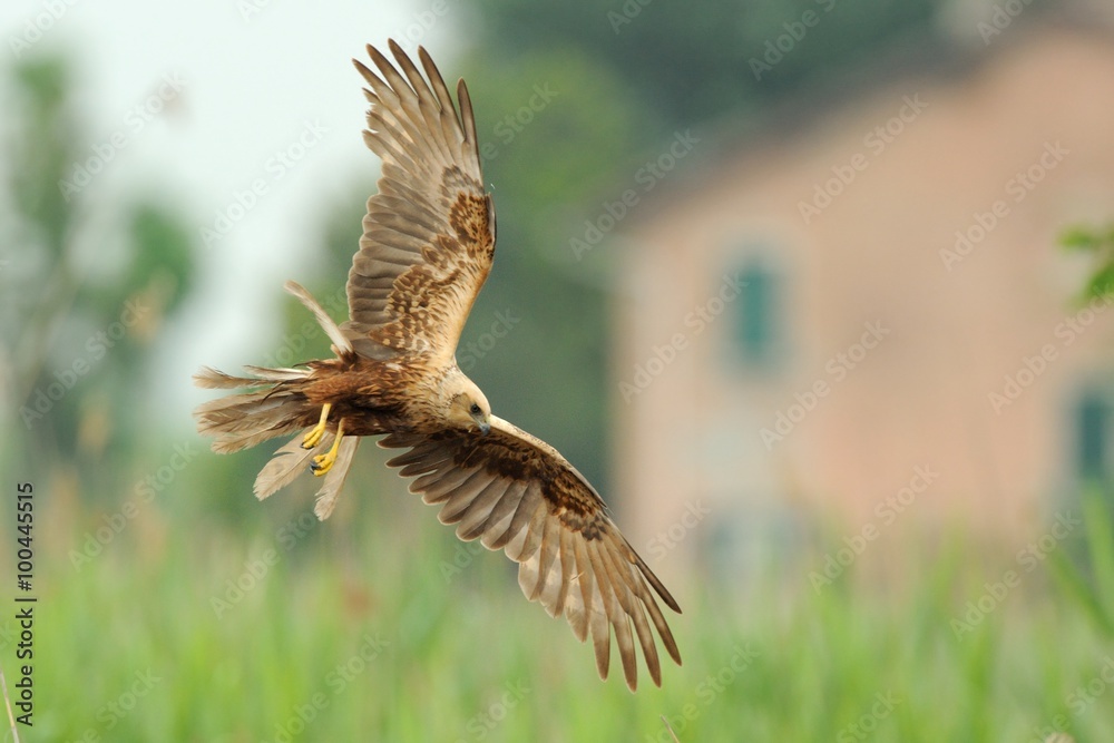 Fototapeta premium Marsh Harrier (Circus aeruginosus)