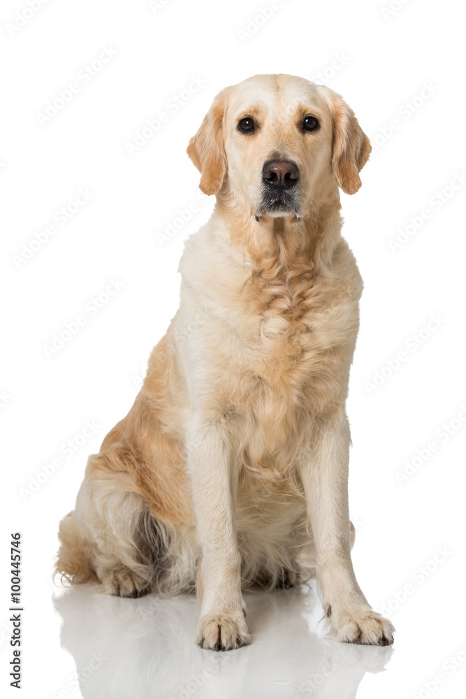 Obraz premium Golden Retriever
