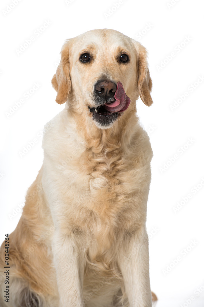 Golden Retriever schleckt sich das Maul Stock Photo Adobe Stock