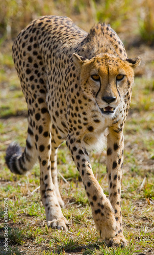 Cheetah in the savanna. Kenya. Tanzania. Africa. National Park. Serengeti. Maasai Mara. An excellent illustration.