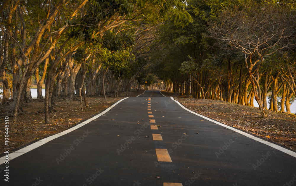 Fototapeta premium Road in the park, afternoon time