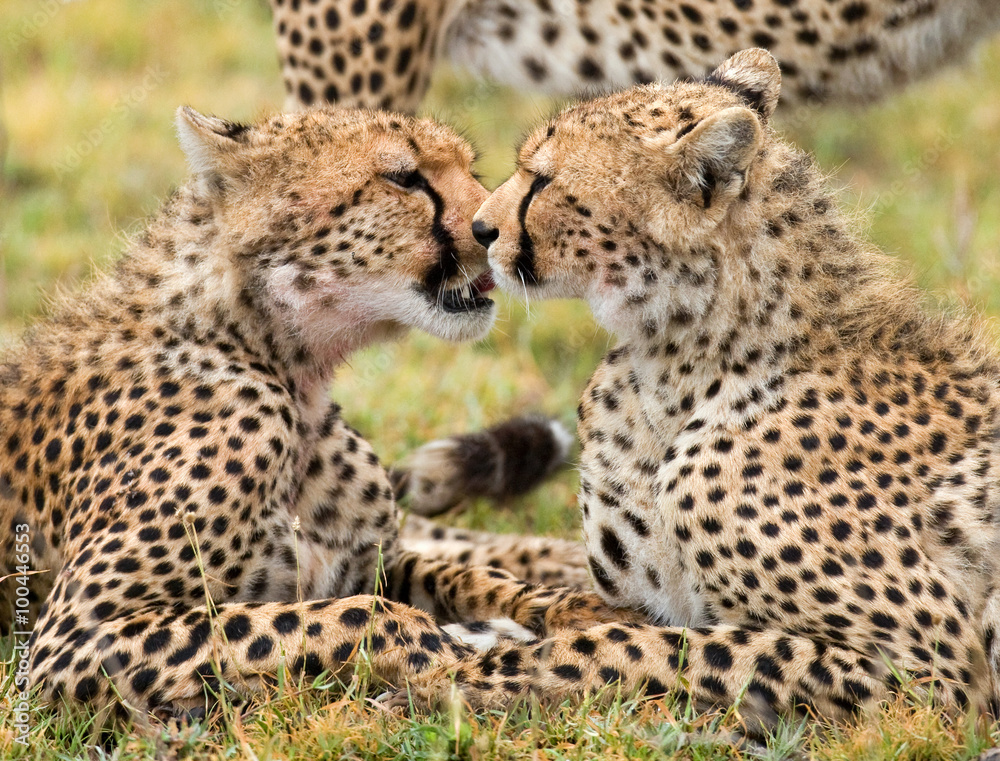 Two cheetahs in the savannah. Kenya. Tanzania. Africa. National Park. Serengeti. Maasai Mara. An excellent illustration. Two cheetahs in the savannah. Kenya. Tanzania. Africa. National Park. Serengeti. Maasai Mara. An excellent illustration.