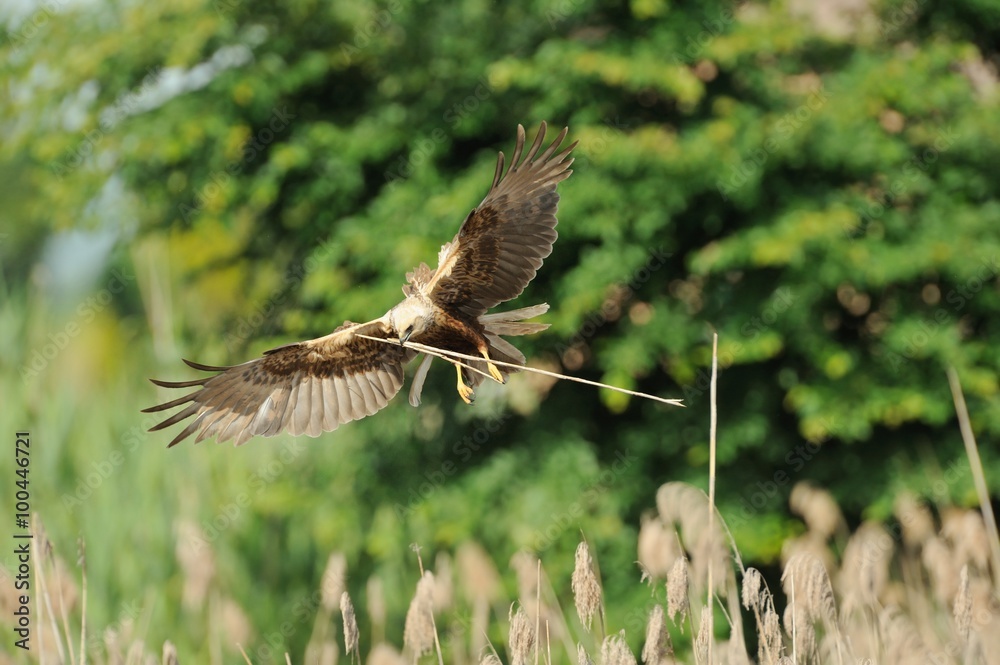 Fototapeta premium Marsh Harrier (Circus aeruginosus)