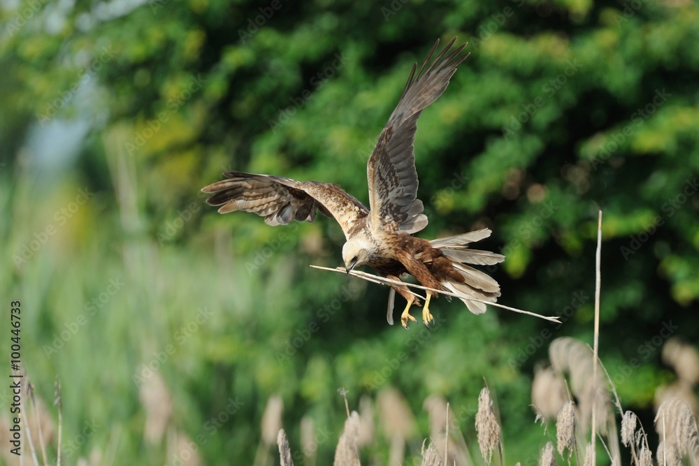 Fototapeta premium Marsh Harrier (Circus aeruginosus)