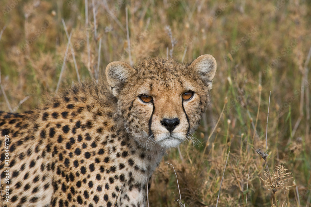 Portrait of a cheetah. Close-up. Kenya. Tanzania. Africa. National Park. Serengeti. Maasai Mara. Portrait of a cheetah. Close-up. Kenya. Tanzania. Africa. National Park. Serengeti. Maasai Mara.