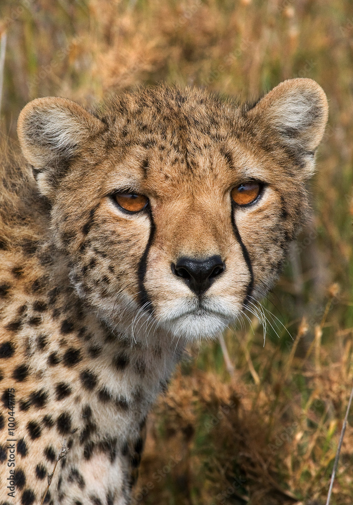 Portrait of a cheetah. Close-up. Kenya. Tanzania. Africa. National Park. Serengeti. Maasai Mara. An excellent illustration. Portrait of a cheetah. Close-up. Kenya. Tanzania. Africa. National Park. Serengeti. Maasai Mara. An excellent illustration.