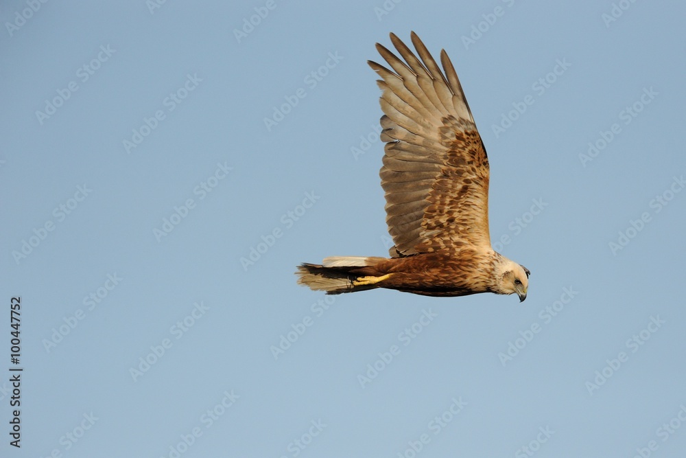 Fototapeta premium Marsh Harrier (Circus aeruginosus)